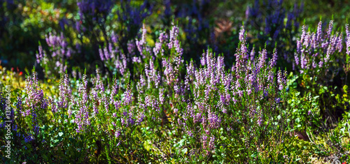 Obraz na płótnie Vibrant purple heather flowers blooming amongst lush green vegetation w salonie