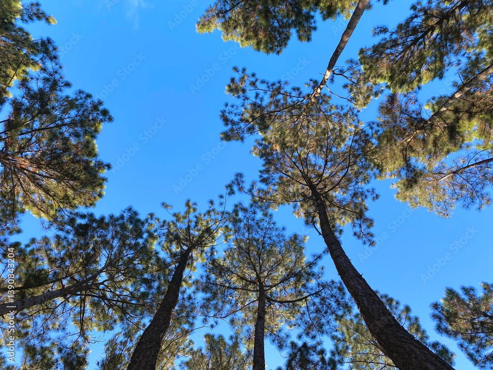 Fototapeta premium Top of trees and blue sky