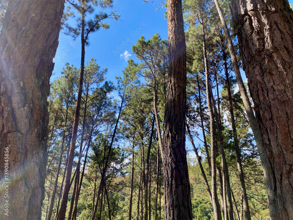Fototapeta premium Tree tops and blue sky