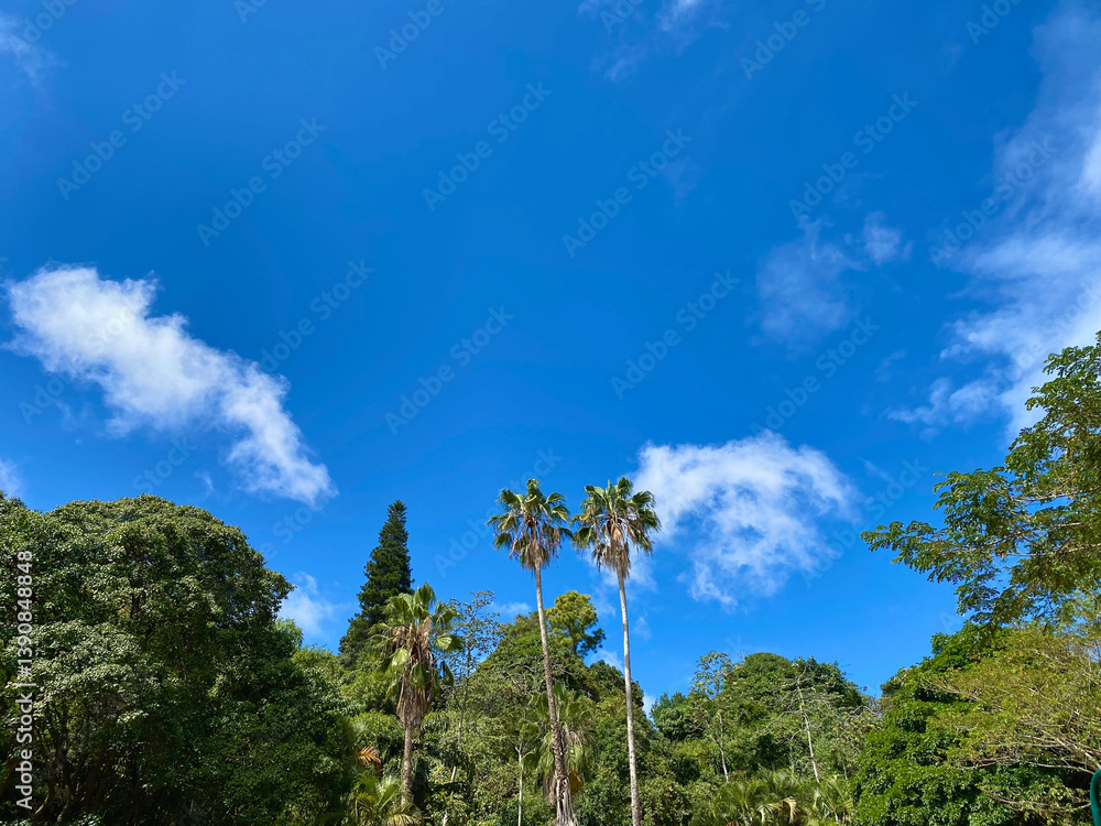 Fototapeta premium Blue sky and green palm trees