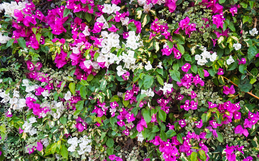 Naklejka premium Blossoming Bougainvillea with white and pink flowers in Tenerife,Canary Islands,Spain.Ornamental tropical garden plants concept.