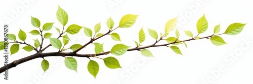 isolated branches with leaves on white background, white, abstract, branchy