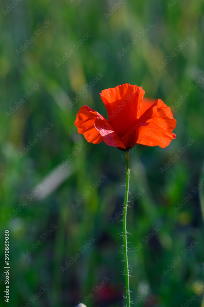 Fototapeta premium Bright red poppy blooms gracefully in a sunlit meadow during early spring mornings, showcasing nature's vibrant beauty