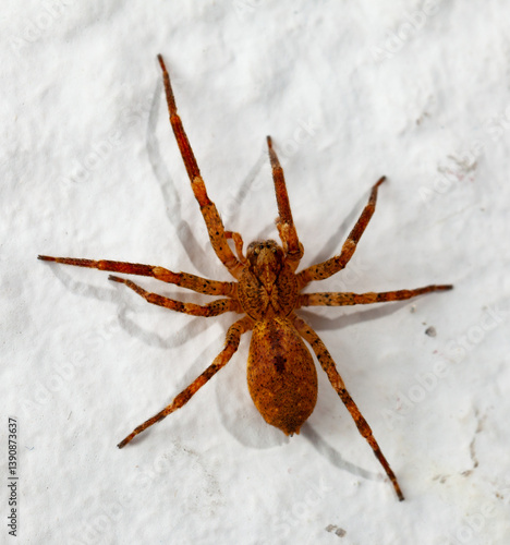 Canvas Print Macro shot of a brown recluse spider on white