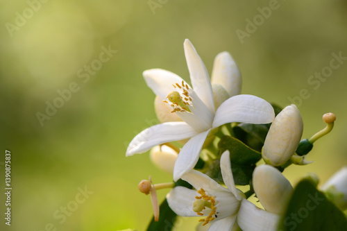 Delicate white flowers bloom under soft sunlight in a tranquil garden setting amidst lush greenery