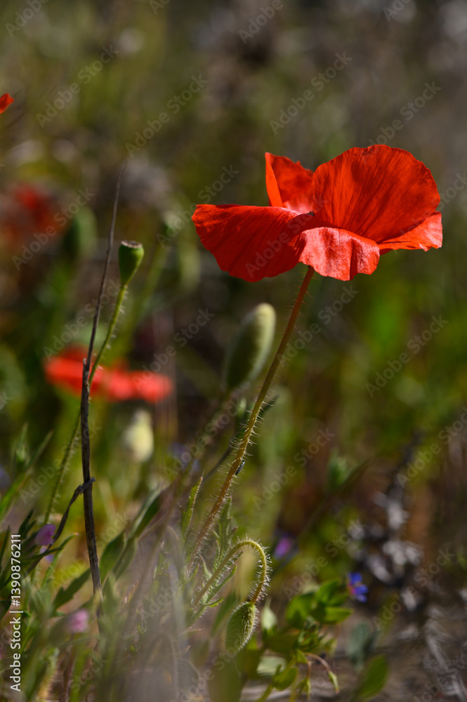 Obraz premium Vibrant red poppy blooms in a sunlit wildflower meadow during springtime tranquility near a serene forest edge