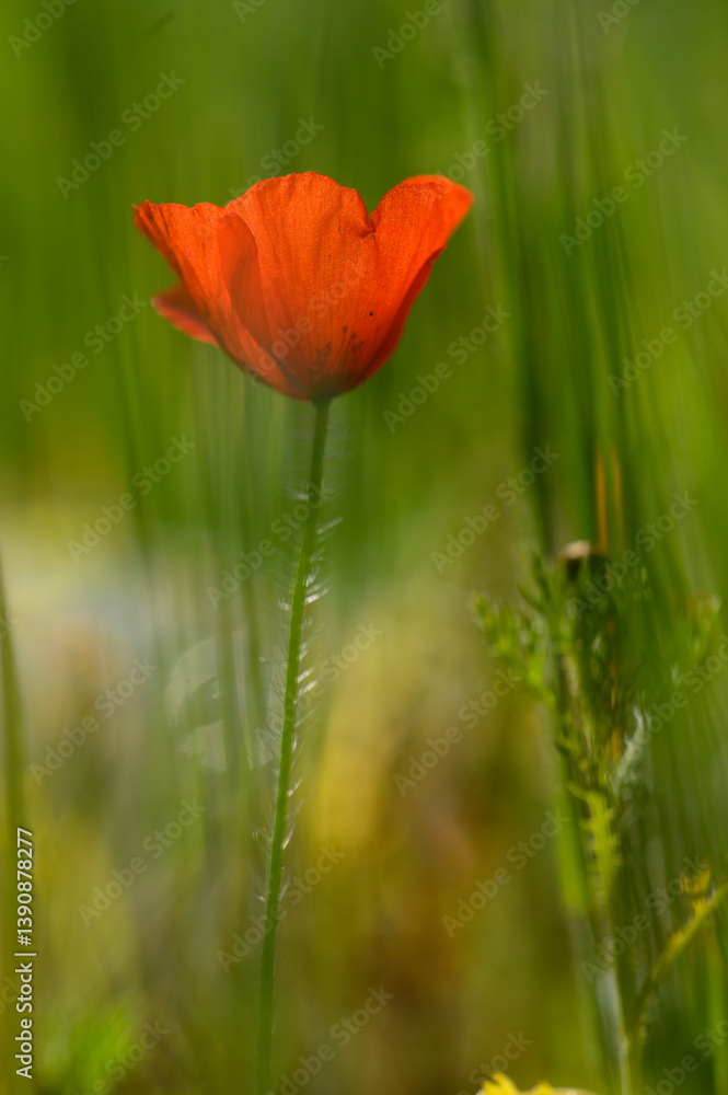 Vivid red poppy sways gently amidst lush green grass in a tranquil meadow at golden hour, celebrating the beauty of nature's simplicity Vivid red poppy sways gently amidst lush green grass in a tranquil meadow at golden hour, celebrating the beauty of nature's simplicity