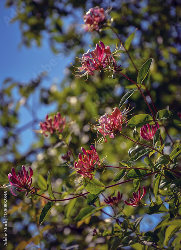 Wallpaper Mural Decorative honeysuckle Serotina illuminated by the sun, blooming in the garden. Torontodigital.ca