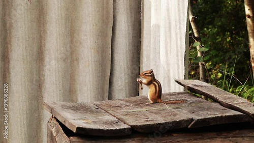  A small cute chipmunk gnaws a chicken bone on wooden boards. Wild animals in nature.