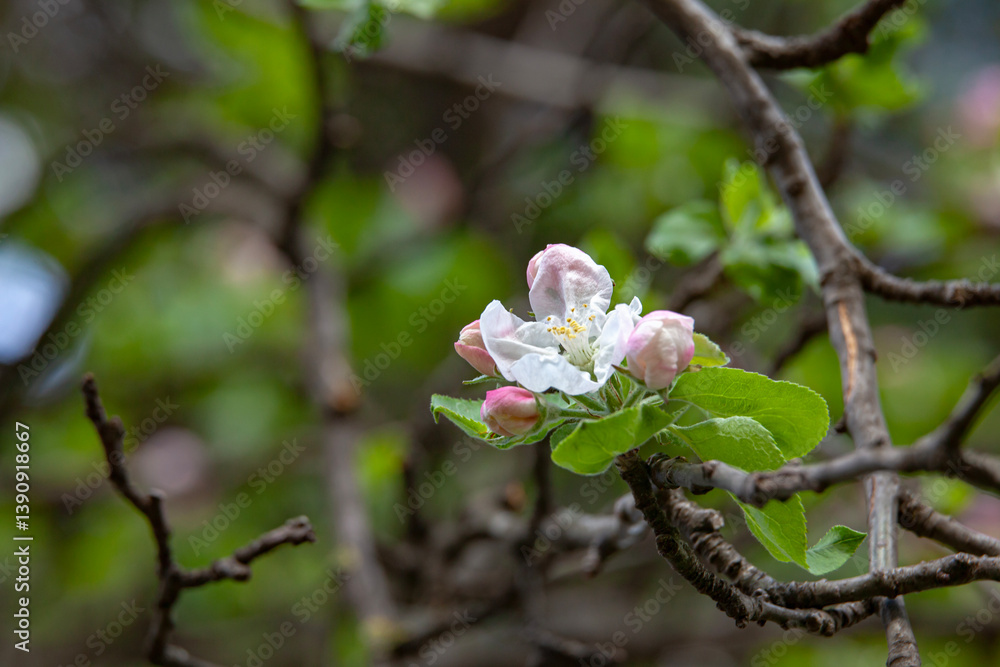 Macro shot of an apple blossom in full bloom, surrounded by budding flowers and textured branches. A peaceful springtime scene.