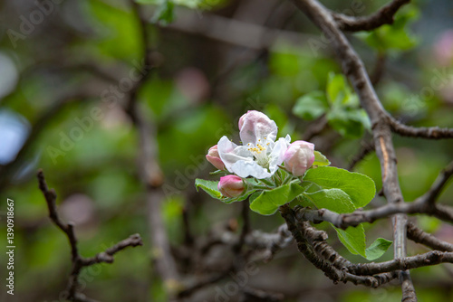 Obraz na płótnie Macro shot of an apple blossom in full bloom, surrounded by budding flowers and textured branches. A peaceful springtime scene. w salonie
