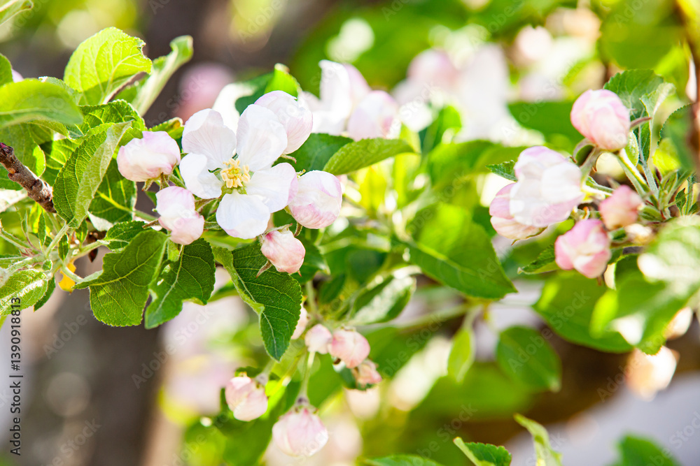 Close-up of an apple blossom with delicate white and pink petals against a blurred background of branches and green foliage. A symbol of spring renewal.
