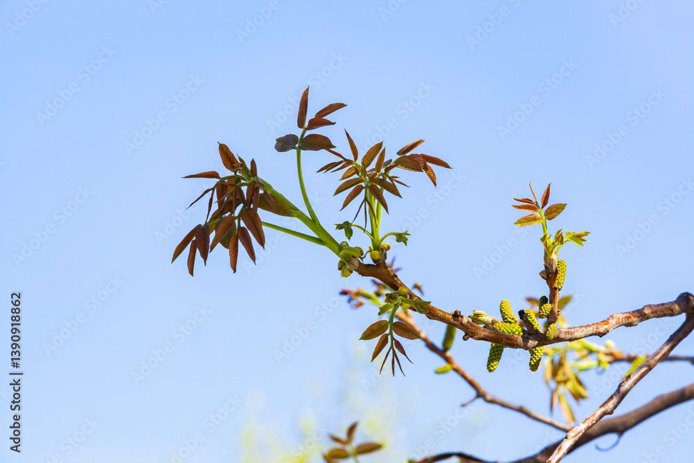 A close-up of a walnut tree with freshly sprouted leaves and flowers. The vibrant green foliage contrasts with the elongated catkins, signaling the tree’s early stages of growth in spring.