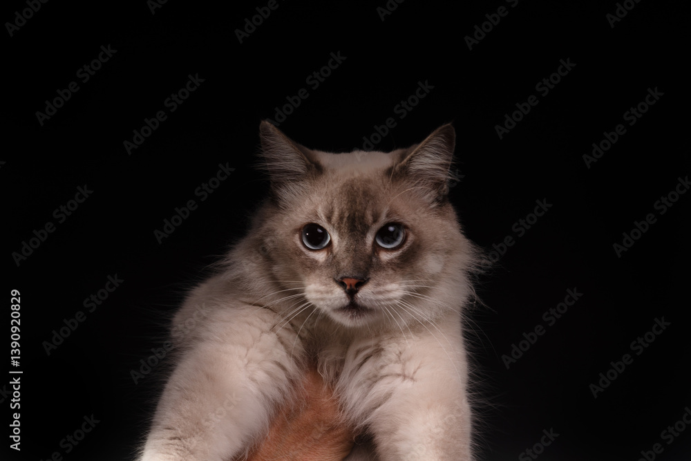 Beautiful white cat with blue eyes posing for photo. Isolated on black background. Adorable and cute. Beautiful white cat with blue eyes posing for photo. Isolated on black background. Adorable and cute.