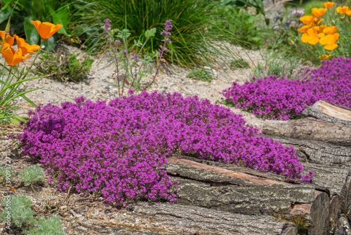 Roter Sand-Thymian (Coccineus)