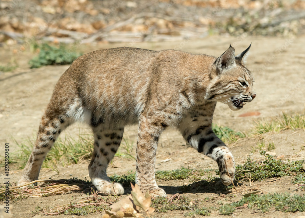 Bobcat at an animal sanctuary in California.