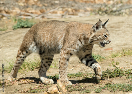 Obraz na płótnie Bobcat at an animal sanctuary in California. w salonie