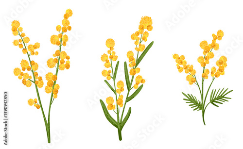 Set of yellow mimosa flower in flat style with grainy noise texture. 8 march holiday bouquet