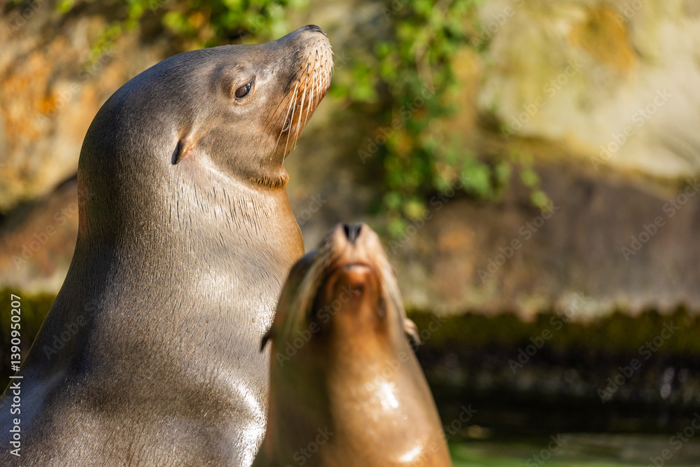 Naklejka premium pair of California sea lions bask in sun. Zalophus californianus.