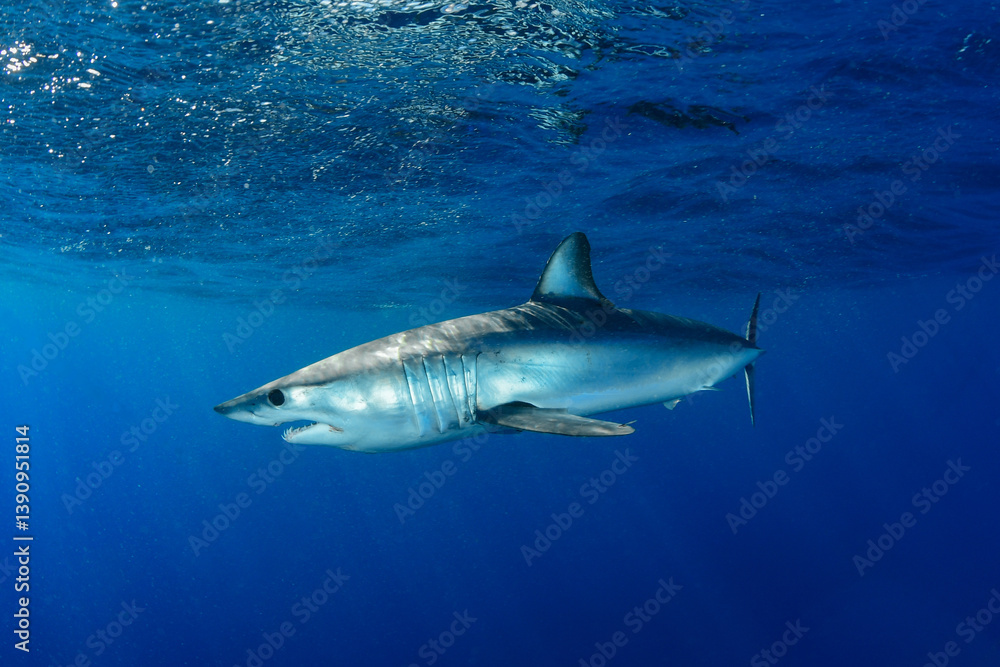 Fototapeta premium Shortfin makoshark in the blue of the ocean