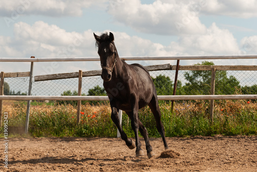 A black horse is running in a field