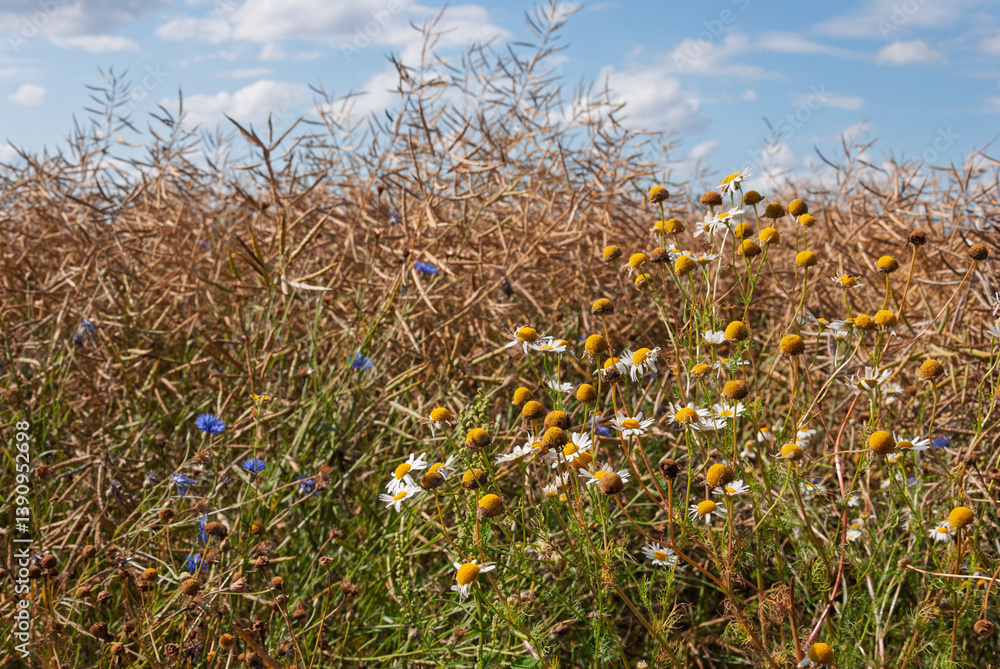 Fototapeta premium A field of yellow flowers with some blue flowers in the background