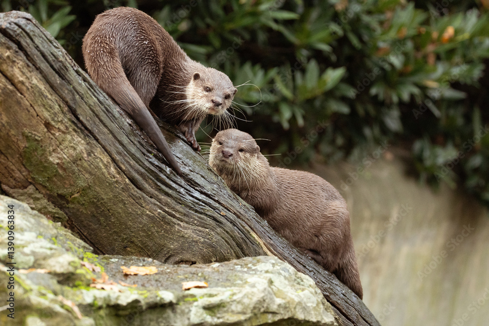 Obraz premium Asian small clawed otter Amblonyx cinerea, small clawed otter