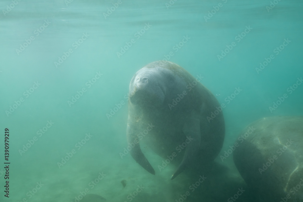 Naklejka premium Manatee swimming in a sunny spring