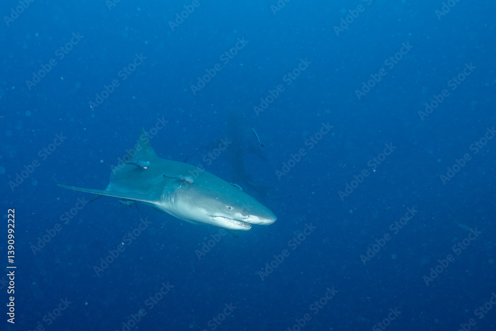 Fototapeta premium Lemon shark swimming in blue ocean