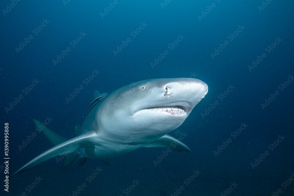 Naklejka premium Lemon shark swimming over ocean floor