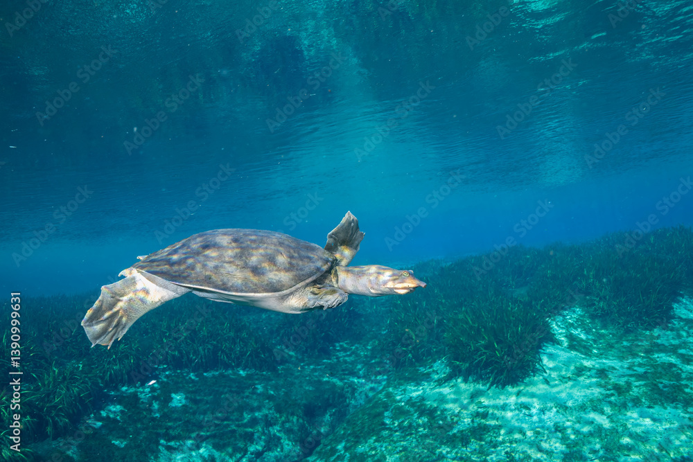 Obraz premium Florida softshell turtle swimming underwater