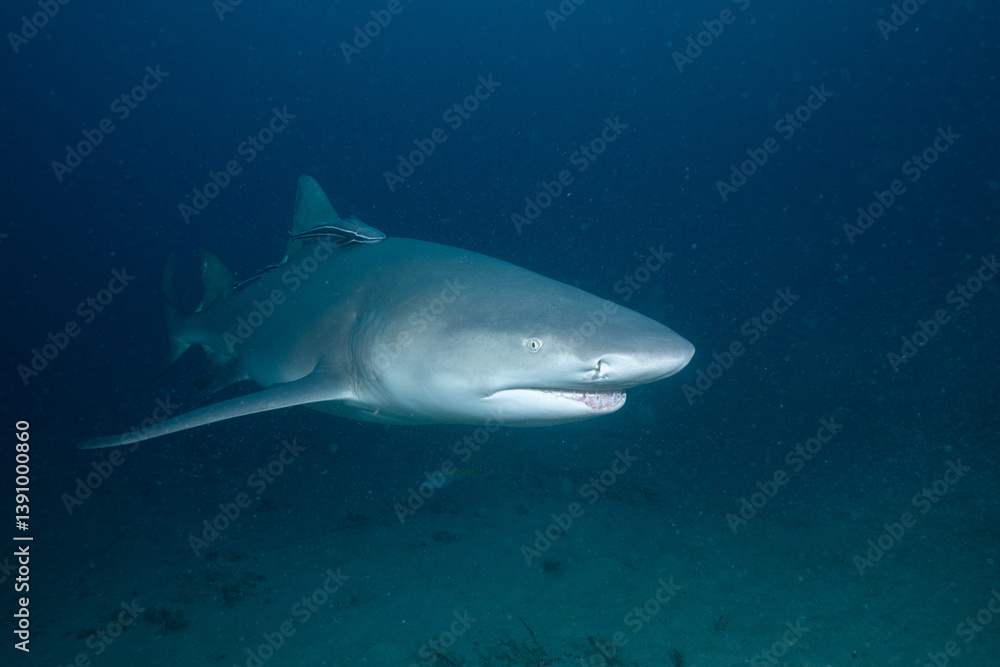 Fototapeta premium Lemon shark swimming over ocean floor