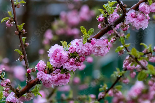 Wallpaper Mural Snow that fell in mid-spring on blooming sakura. Snowflakes melt and turn into drops of water on terry, soft pink flowers. Torontodigital.ca