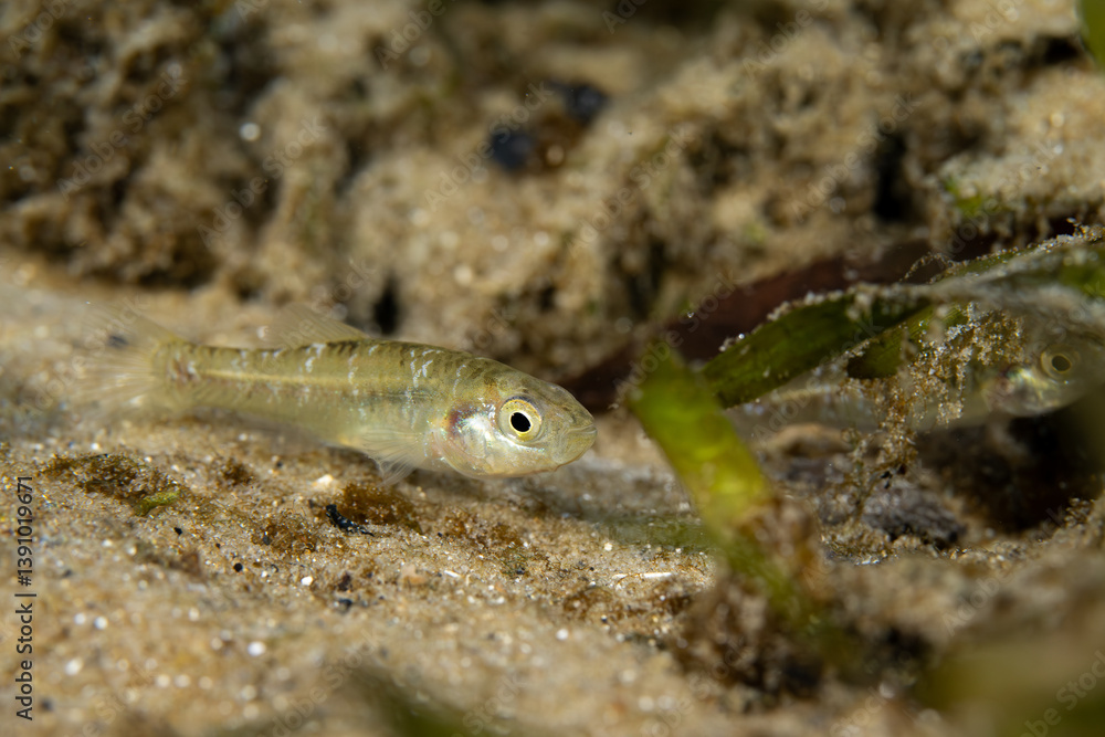 Rainwater Killifish on sandy bottom of spring Rainwater Killifish on sandy bottom of spring