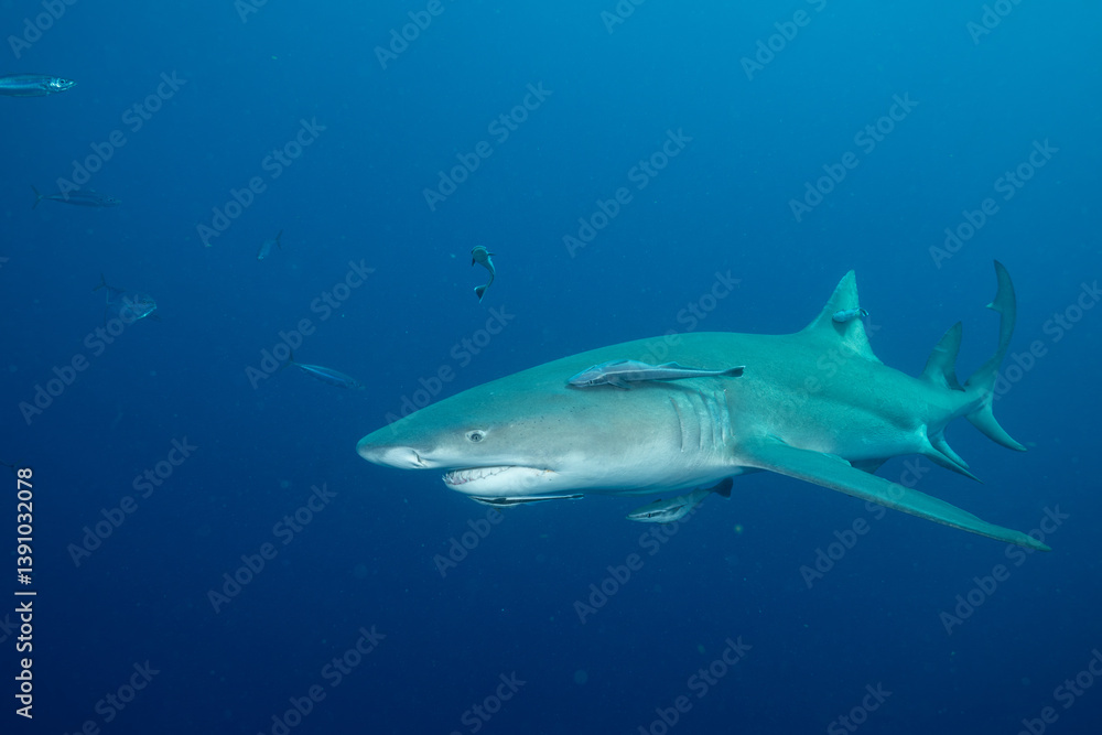 Naklejka premium Lemon shark swimming in blue ocean