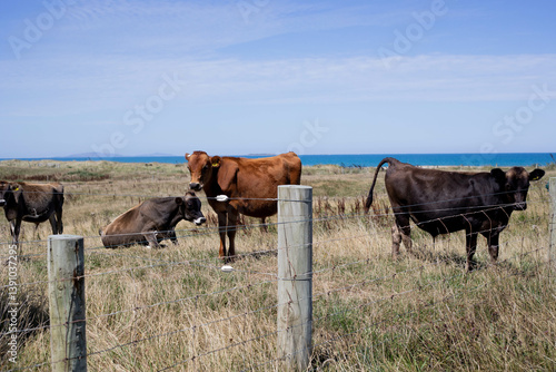 cows on the farm