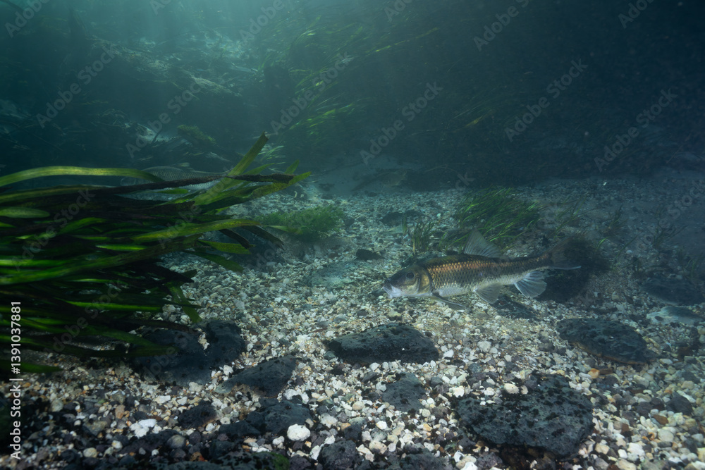 Fototapeta premium Spotted sucker at bottom of river