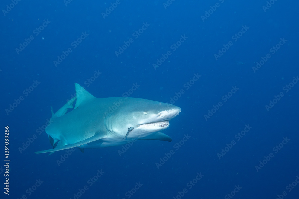 Fototapeta premium Lemon shark swimming in blue ocean