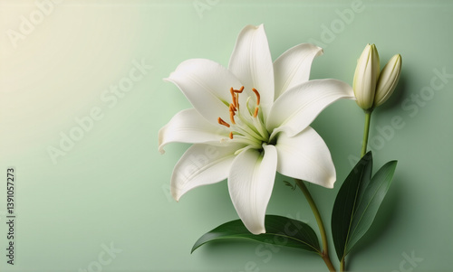 Elegant white lily flower in full bloom with closed buds. Soft petals and stamen are visible against a gentle green backdrop. A symbol of purity and beauty.