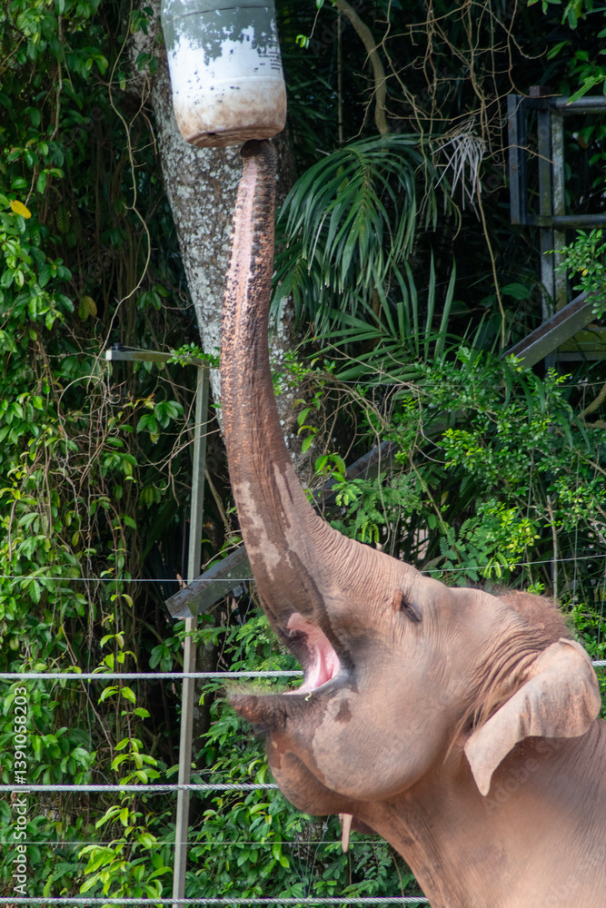 Singapore zoo elephant in enclosure area