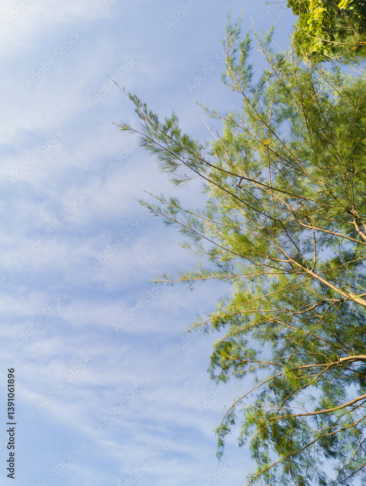 Fototapeta premium Minimalist photo of trees with lots of negative space and blue sky