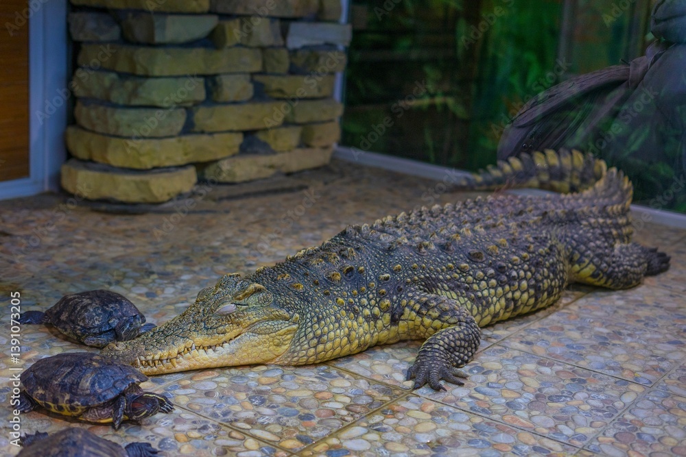 Fototapeta premium Crocodile Relaxing with Turtles at the Zoo