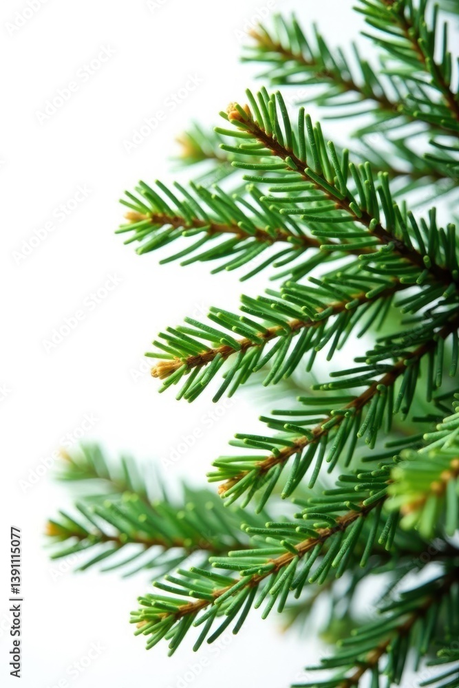 Isolated spruce branches against a stark white background, spruce, forest, tree branch Isolated spruce branches against a stark white background, spruce, forest, tree branch