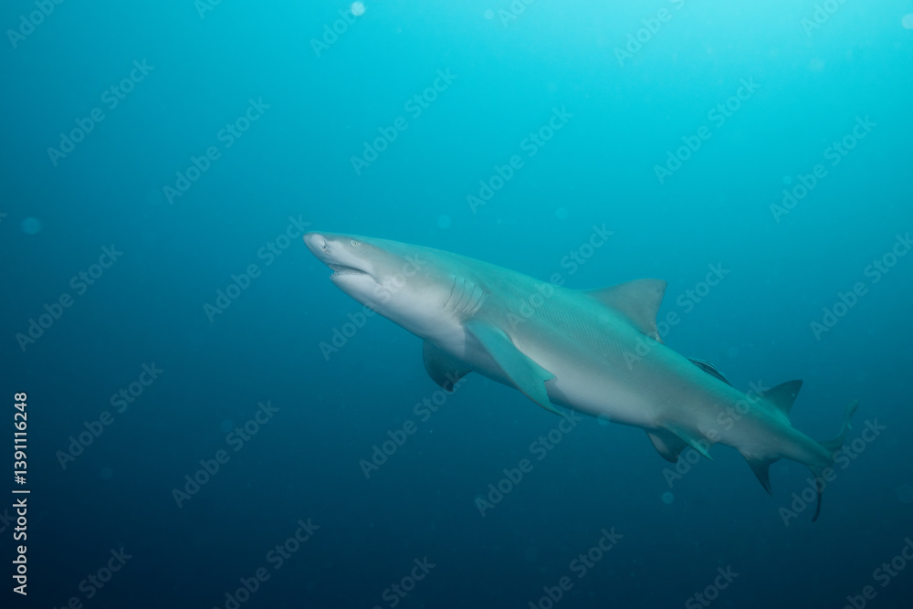 Lemon shark in the open ocean Lemon shark in the open ocean