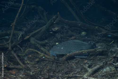 Foto Pleco catfish surrounded by woody debris
