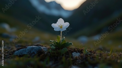 Single white flower in alpine meadow at sunset photo