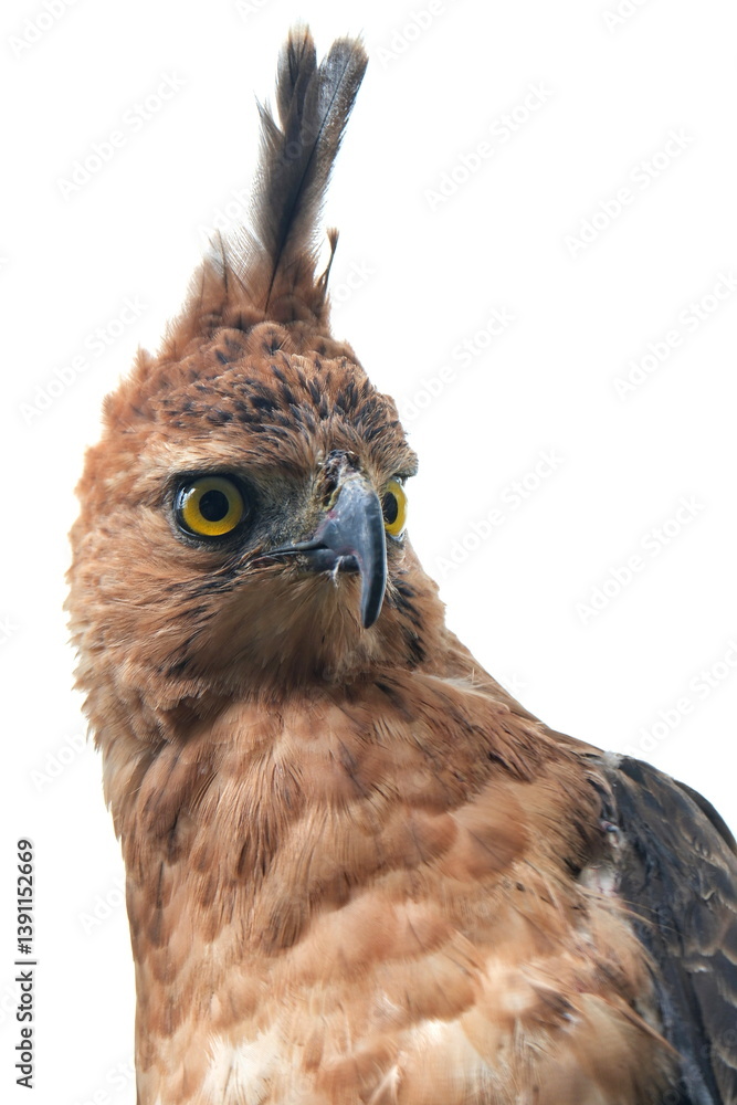 Obraz premium Close-up shot of a Javan Hawk-Eagle (Nisaetus bartelsi), endemic to Java, Indonesia. It shows its sharp yellow eye, hooked beak, and prominent, pointed crest, 08 April 2025 Indonesia