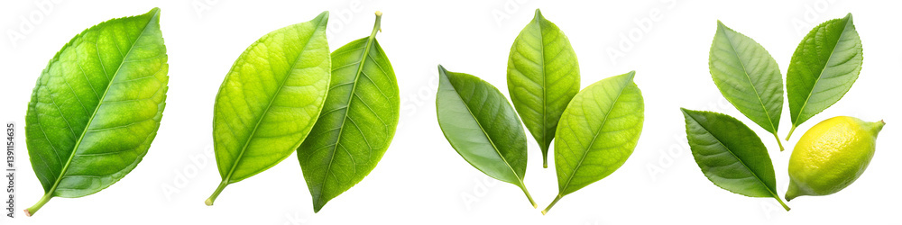 Obraz premium lemon green leaf isolated on a transparent background.