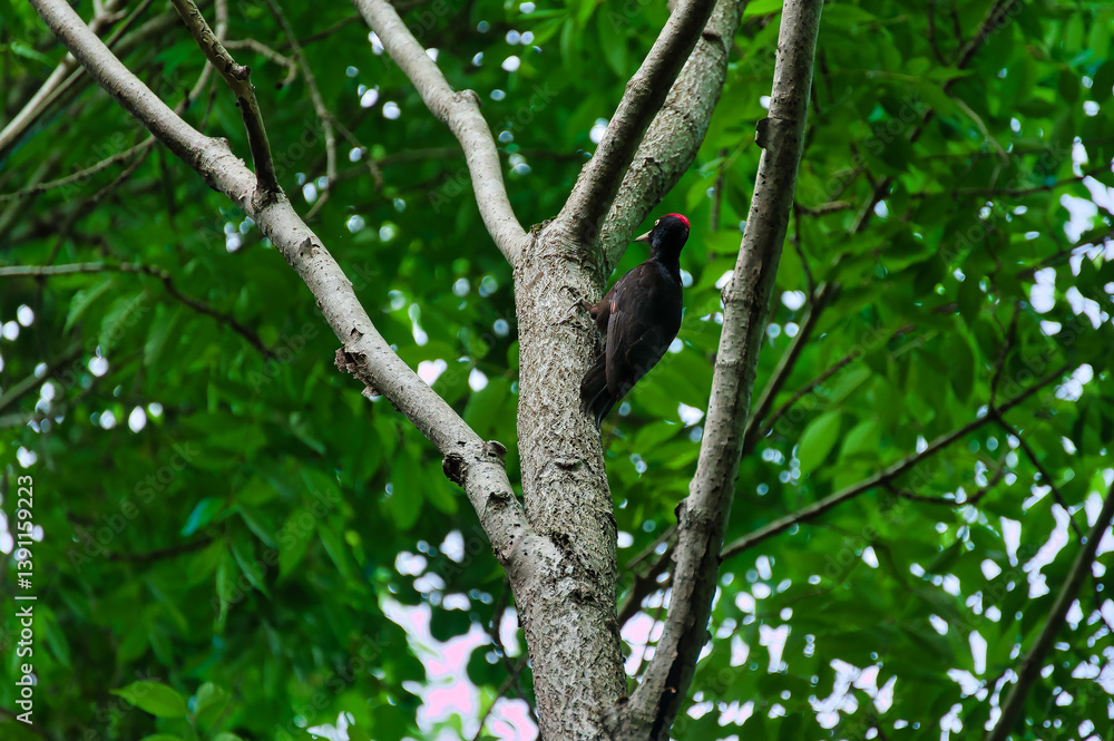 bird on a tree bird on a tree