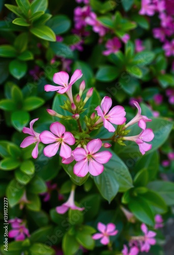 Wallpaper Mural Pink Adenium obesum blossoms vibrant against lush green foliage, flower, lush Torontodigital.ca